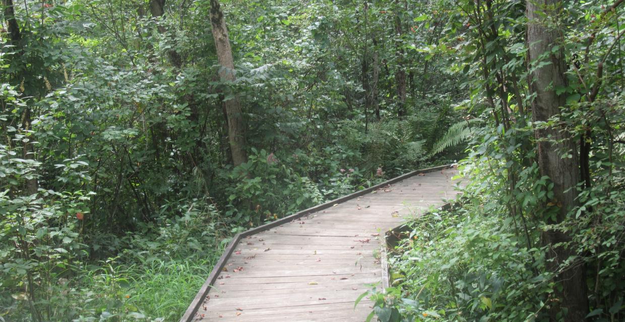 Boardwalk at the Great Swamp Outdoor Education Center - Photo by Daniel Chazin