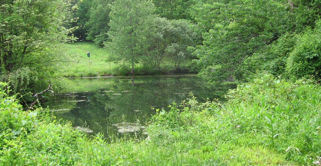 Pond at Marsh Memorial Sanctuary  Photo: Jane Daniels