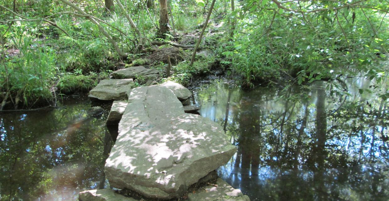 Stepping stones over a wet area Photo: Jane Daniels